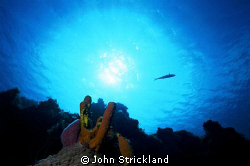 nikonos 15mm by John Strickland 